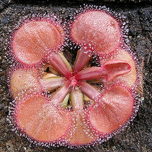 C-LARSS 20 Stück/Beutel Drosera Falconeri Seeds, Seltene Fleischfressende Attraktive Voller Vitalität Sonnentau Samen Für Den Außenbereich Samen von C-LARSS