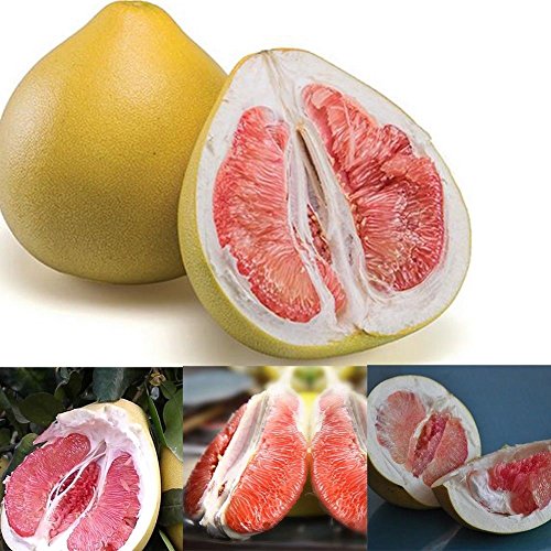 C-LARSS 20 Stück Samen Rote Pampelmuse Citrus Maxima Grapefruit Jabong Shaddock Obstbaum Pflanzensamen von C-LARSS