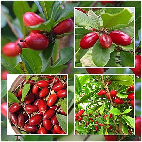 C-LARSS 20 Stück Samen Seltene Wunderfrucht Synsepalum Dulcificum Samen Garten Pflanzen Im Freien von C-LARSS