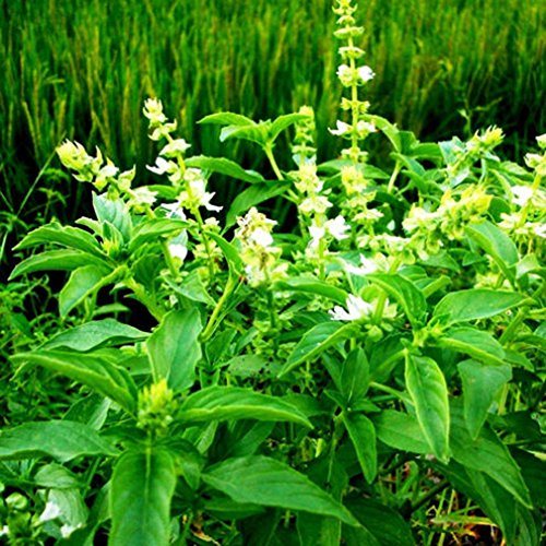 C-LARSS 20 Stück Vanille Sweetgrass Duftende Kräutersamen, Home Yard Garden Decoration Plant von C-LARSS