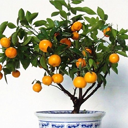 C-LARSS 30 Stück Essbare Fruchtsamen Mandarine Zitrus Orange Bonsai Baum Samen Pflanzen Hausgarten von C-LARSS