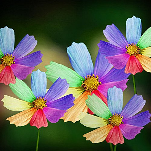 C-LARSS 300 Stück Regenbogen Farbe Chrysanthemensamen Blumensamen Hausgarten Dekor von C-LARSS