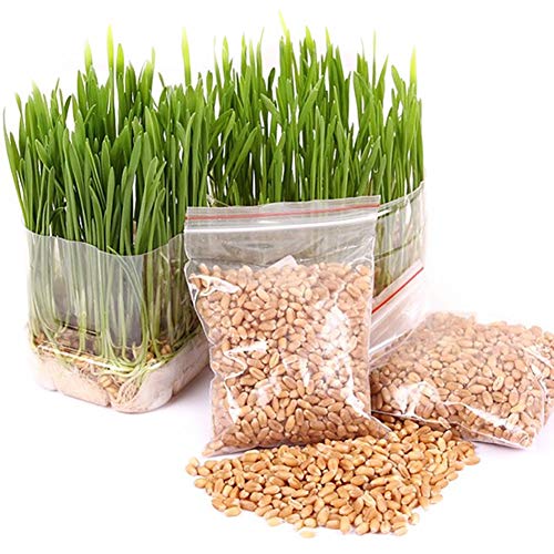 C-LARSS 400 Stück/Beutel Katzen Grassamen, Essen Kätzchen Gartenpflanze Antioxidans Tiernahrungssamen Für Zu Hause von C-LARSS