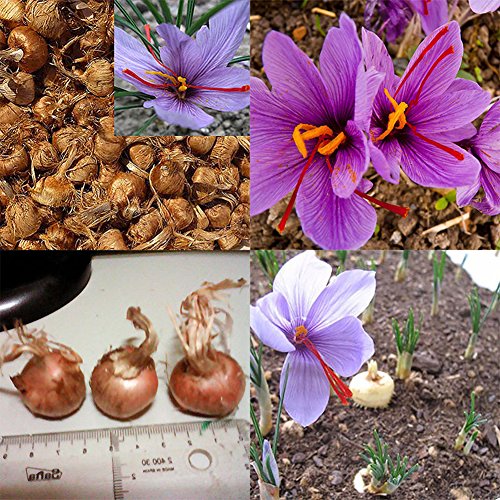 C-LARSS 8 Stück Samen Safran Zwiebeln Crocus Sativus Blumensamen Leicht Zu Züchten Hausgarten Pflanze von C-LARSS