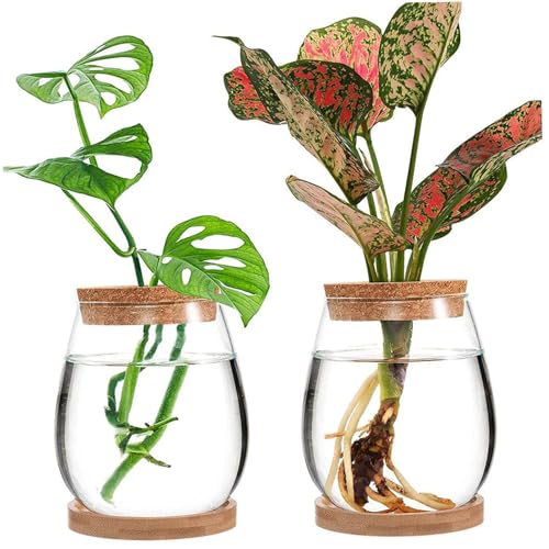 2 Stück Anzuchtvasen für Pflanzen getrennte Anzuchtgläser mit Deckel und Tablett Anzuchtvase Wiederverwendbare Pflanzenanzucht Mehrzweck Glasvase für Pflanzen Heimbüro Gartendekor Anzucht Ja von CAKEEYUM