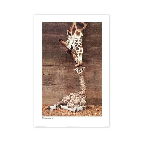 Animal Art Print Poster Giraffe, Mother Love, First Kiss by Ron D'Raine Leinwand Poster Wand Kunst Dekor Drucken Bild Gemälde Für Wohnzimmer Schlafzimmer Dekoration Unframe-style 20x30inch(50x75cm) von CALMR