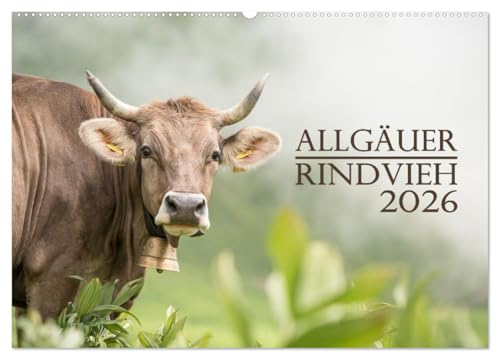 Allgäuer Rindvieh 2026 (Wandkalender 2026 DIN A2 quer), CALVENDO Monatskalender: Ein Kalender für alle Allgäu- und Kuhliebhaber. (CALVENDO Tiere) von CALVENDO