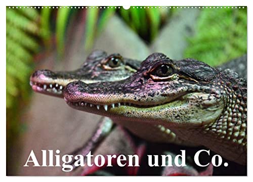 Alligatoren und Co. (Wandkalender 2026 DIN A2 quer), CALVENDO Monatskalender: Die intelligentesten und größten Ur-Echsen unserer Erde (CALVENDO Tiere) von CALVENDO