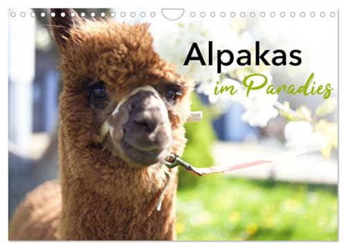 Alpakas im Paradies (Wandkalender 2026 DIN A4 quer), CALVENDO Monatskalender: glückliche Alpakas in idyllischer Umgebung (CALVENDO Tiere) von CALVENDO