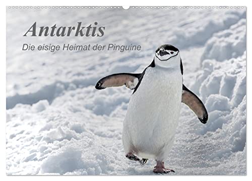 Antarktis, die eisige Heimat der Pinguine (Wandkalender 2026 DIN A2 quer), CALVENDO Monatskalender: Ein kleiner Einblick in die bezaubernde, eisige Natur am südlichen Ende der Welt. (CALVENDO Natur) von CALVENDO
