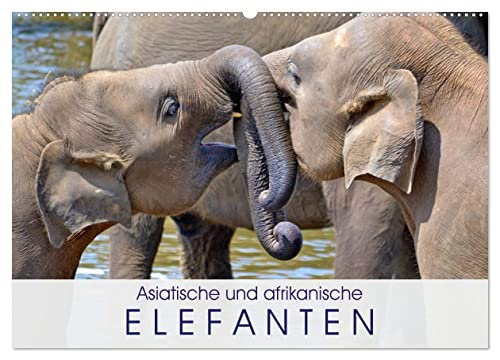 Asiatische und afrikanische Elefanten (Wandkalender 2026 DIN A2 quer), CALVENDO Monatskalender: Die größten und schwersten Landsäugetiere der Erde (CALVENDO Tiere) von CALVENDO