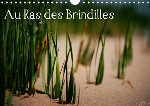 Au Ras des Brindilles (Calendrier mural 2020 DIN A4 horizontal): L'objectif au milieu des herbes (Calendrier mensuel, 14 Pages ) (Calvendo Nature) von CALVENDO