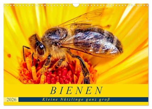 BIENEN - Kleine Nützlinge ganz groß (Wandkalender 2026 DIN A3 quer), CALVENDO Monatskalender: Natürliche Makro-Momentaufnahmen in freier Natur (CALVENDO Tiere) von CALVENDO