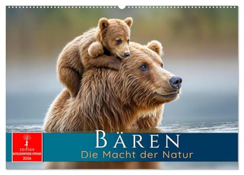 Bären - Die Macht der Natur (Wandkalender 2026 DIN A2 quer), CALVENDO Monatskalender: Meister Petz - Augenblicke aus dem wilden Leben. (CALVENDO Tiere) von CALVENDO