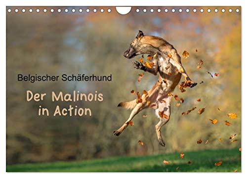 Belgischer Schäferhund - Der Malinois in Action (Wandkalender 2026 DIN A4 quer), CALVENDO Monatskalender: Der Kalender für Malinois-Freunde (CALVENDO Tiere) von CALVENDO