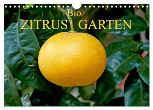 Bio Zitrus Garten (Wandkalender 2026 DIN A4 quer), CALVENDO Monatskalender: Ein fotografischer Streifzug durch den exotischen Citrus Garten CERON (CALVENDO Lifestyle) von CALVENDO