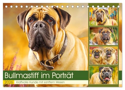 Bullmastiff im Porträt. Kraftvolle Hunde mit sanftem Wesen (Tischkalender 2026 DIN A5 quer), CALVENDO Monatskalender: Die eindrucksvolle Stärke und ... in natürlichen Szenen (CALVENDO Tiere) von CALVENDO