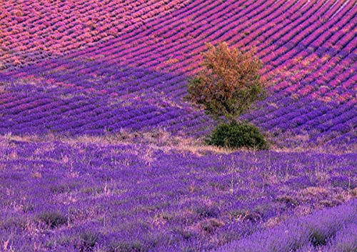CALVENDO Baum in Lavendelfeldern in Ferrassières, Poster DIN A1 quer, Bilder, Kunstdruck, Wandbild, Wanddeko, Prints ohne Rahmen von CALVENDO