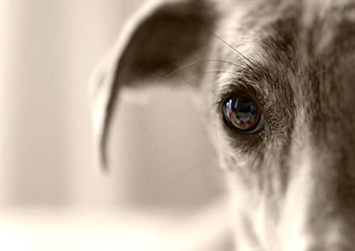 CALVENDO Galgo eye-catcher, Poster DIN A0 quer, Bilder, Kunstdruck, Wandbild, Wanddeko, Prints ohne Rahmen von CALVENDO