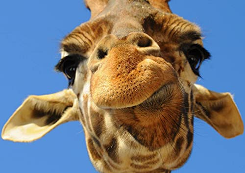CALVENDO Giraffe, Poster DIN A3 quer, Bilder, Kunstdruck, Wandbild, Wanddeko, Prints ohne Rahmen von CALVENDO