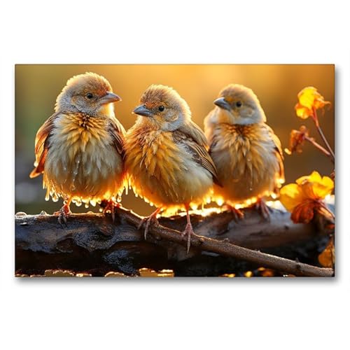 CALVENDO Premium Textil-Leinwand 90 x 60 cm Quer-Format Vögel, herrlicher Sonnenschein, nicht wahr! | Wandbild, HD-Bild auf Keilrahmen, Wanddekoration, Kunstdruck von Peter Roder von CALVENDO