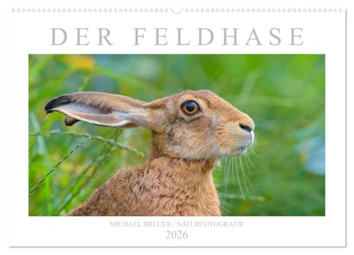 Der Feldhase (Wandkalender 2026 DIN A2 quer), CALVENDO Monatskalender: Einmalige Porträts der Langohren (CALVENDO Tiere) von CALVENDO