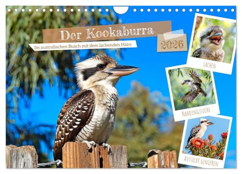 Der Kookaburra - Im australischen Busch mit dem lachenden Hans (Wandkalender 2026 DIN A4 quer), CALVENDO Monatskalender: KI-generierte Einblicke in das Kookaburra-Leben im Outback (CALVENDO Tiere) von CALVENDO