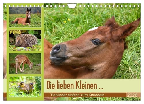 Die lieben Kleinen ... Tierkinder einfach zum Knuddeln (Wandkalender 2026 DIN A4 quer), CALVENDO Monatskalender: Knuddelige Tierkinder - wunderschöne Fotos vom Nachwuchs (CALVENDO Tiere) von CALVENDO