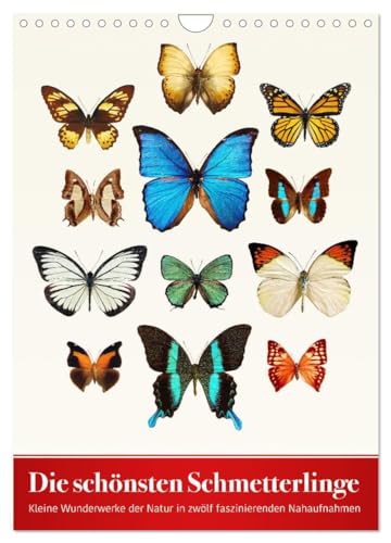Die schönsten Schmetterlinge (Wandkalender 2026 DIN A4 hoch), CALVENDO Monatskalender: Kleine Wunderwerke der Natur in zwölf faszinierenden Nahaufnahmen (CALVENDO Tiere) von CALVENDO