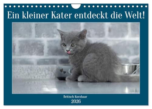 Ein kleiner Kater entdeckt die Welt! (Wandkalender 2026 DIN A4 quer), CALVENDO Monatskalender: Emotionale Fotos vom BKH Baby Kater (CALVENDO Tiere) von CALVENDO