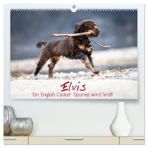Elvis ein Engl. Cocker Spaniel wird Groß (hochwertiger Premium Wandkalender 2026 DIN A2 quer), Kunstdruck in Hochglanz: Monatskalender, Jahreskalender, Kalender (CALVENDO Tiere) von CALVENDO