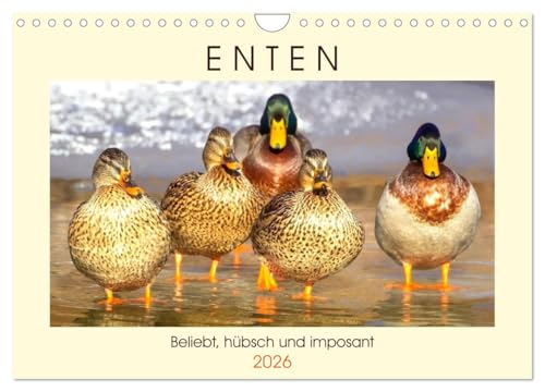 Enten. Beliebt, hübsch und imposant (Wandkalender 2026 DIN A4 quer), CALVENDO Monatskalender: Die lustigen Watschler am Teich und See (CALVENDO Tiere) von CALVENDO