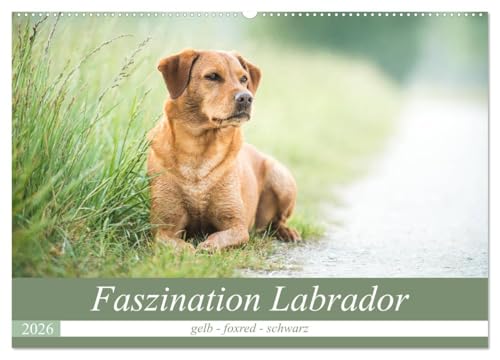 Faszination Labrador - gelb, foxred, schwarz (Wandkalender 2026 DIN A2 quer), CALVENDO Monatskalender: Natur und Labrador - in Feld, Wiese und Wasser (CALVENDO Tiere) von CALVENDO