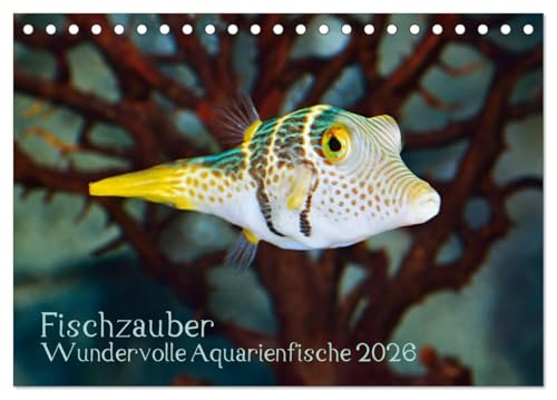 Fischzauber - Wundervolle Aquarienfische (Tischkalender 2026 DIN A5 quer), CALVENDO Monatskalender: Kalender mit bezaubernden Aufnahmen von kleinen Fischen in Aquarien. (CALVENDO Tiere) von CALVENDO