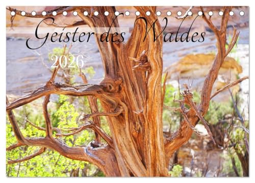 Geisterbäume (Tischkalender 2026 DIN A5 quer), CALVENDO Monatskalender: Bäume mit faszinierenden Gesichtern (CALVENDO Natur) von CALVENDO