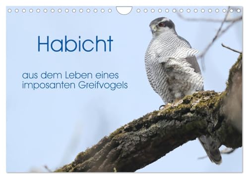 Habicht - aus dem Leben eines imposanten Greifvogels (Wandkalender 2026 DIN A4 quer), CALVENDO Monatskalender: Die Abbildungen zeigen Verhaltenssituationen aus dem Leben der Habichte. (CALVENDO Tiere) von CALVENDO