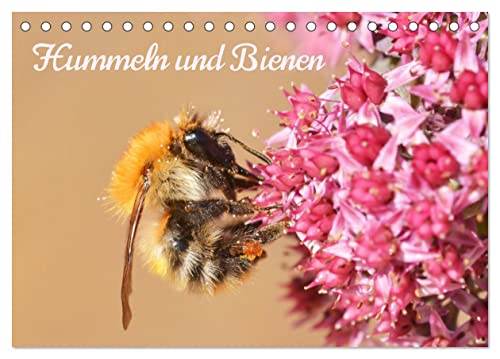 Hummeln und Bienen (Tischkalender 2026 DIN A5 quer), CALVENDO Monatskalender: Bunte Blüten und summende Gesellen - Hummeln und Bienen in 12 farbenfrohen Bildern (CALVENDO Tiere) von CALVENDO