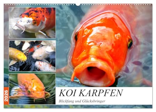 Koi Karpfen. Blickfang und Glücksbringer (Wandkalender 2026 DIN A2 quer), CALVENDO Monatskalender: Die farbenprächtigen Könige im Gartenteich (CALVENDO Tiere) von CALVENDO