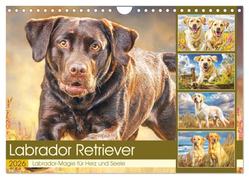 Labrador Retriever. Labrador-Magie für Herz und Seele (Wandkalender 2026 DIN A4 quer), CALVENDO Monatskalender: Diese Hunde zeigen ihre Lebensfreude ... Naturmomenten (CALVENDO Tiere) von CALVENDO