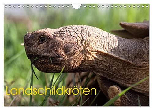Landschildkröten (Wandkalender 2026 DIN A4 quer), CALVENDO Monatskalender: Verschiedene Arten von Landschildkröten (CALVENDO Tiere) von CALVENDO