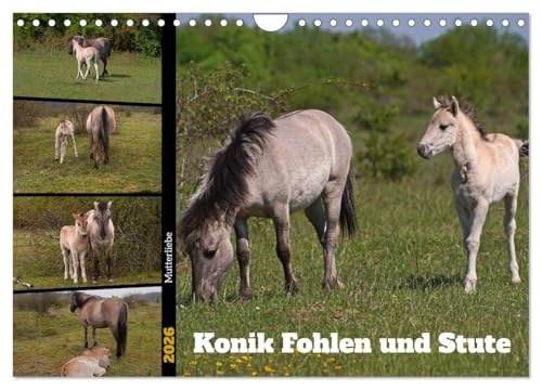 Mutterliebe - Konik Fohlen und Stute (Wandkalender 2026 DIN A4 quer), CALVENDO Monatskalender: Ausgewählte Fotos junger Konik Fohlen mit ihrer Mutter (CALVENDO Tiere) von CALVENDO