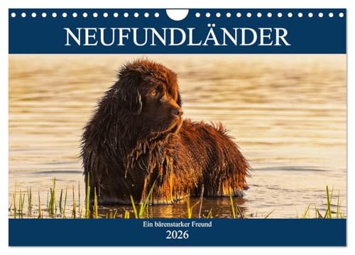Neufundländer - Ein bärenstarker Freund (Wandkalender 2026 DIN A4 quer), CALVENDO Monatskalender: Der braune Neufundländer in 13 hinreißenden Bildern vorgestellt (CALVENDO Tiere) von CALVENDO