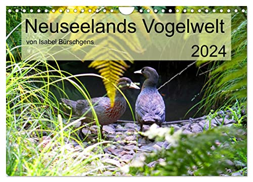 Neuseelands Vogelwelt (Wandkalender 2024 DIN A4 quer), CALVENDO Monatskalender: Eine Reise in die gefiederte Tierwelt am anderen Ende der Erde. (CALVENDO Tiere) von CALVENDO