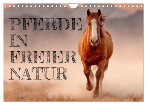 Pferde in freier Natur (Wandkalender 2026 DIN A4 quer), CALVENDO Monatskalender: Pferdekalender mit edlen Pferden in freier Natur - Friesen, Araber, ... und Reiterinnen (CALVENDO Tiere) von CALVENDO