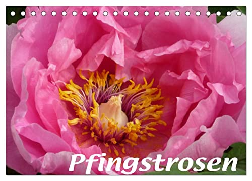 Pfingstrosen (Tischkalender 2026 DIN A5 quer), CALVENDO Monatskalender: Zauberhafte Blütenpracht (CALVENDO Natur) von CALVENDO