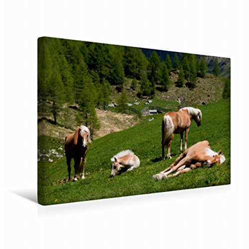 Premium Textil-Leinwand 45 x 30 cm Quer-Format Haflinger Pferde in Rein in Taufers | Wandbild, HD-Bild auf Keilrahmen, Fertigbild auf hochwertigem Vlies, Leinwanddruck von Georg Niederkofler von CALVENDO