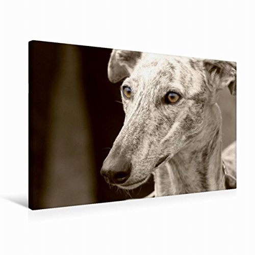 Premium Textil-Leinwand 75 x 50 cm Quer-Format Galgo Español | Wandbild, HD-Bild auf Keilrahmen, Fertigbild auf hochwertigem Vlies, Leinwanddruck von 4pfoten-design - Andrea Redecker von CALVENDO