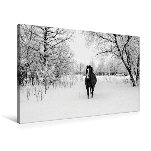 Premium Textil-Leinwand 90 x 60 cm Quer-Format Wildpferd im Schnee | Wandbild, HD-Bild auf Keilrahmen, Fertigbild auf hochwertigem Vlies, Leinwanddruck von Marianne Drews von CALVENDO