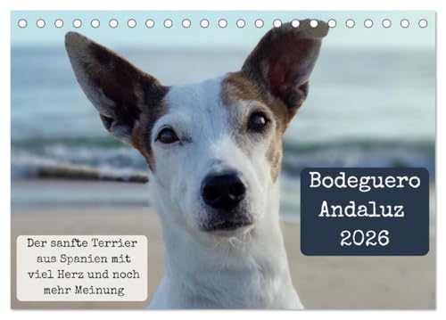 Ratonero Bodeguero Andaluz (Tischkalender 2026 DIN A5 quer), CALVENDO Monatskalender: Fell, Charme und Sprüche, die sitzen. (CALVENDO Tiere) von CALVENDO