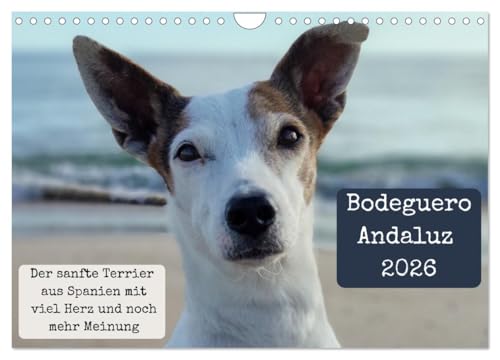 Ratonero Bodeguero Andaluz (Wandkalender 2026 DIN A4 quer), CALVENDO Monatskalender: Fell, Charme und Sprüche, die sitzen. (CALVENDO Tiere) von CALVENDO